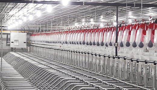 河南民权杨西6000种猪场